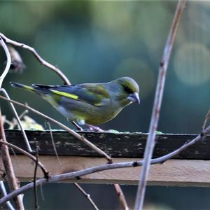 European Greenfinch