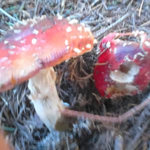 Fly Agaric