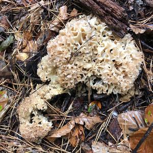 Eastern Cauliflower Mushroom