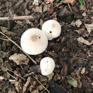 Gem-studded Puffball