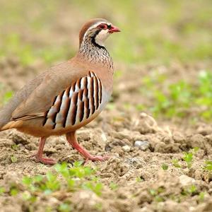 Grey Partridge