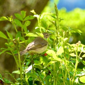 Common Chiffchaff