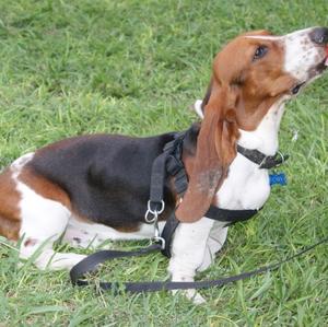 Basset Hound