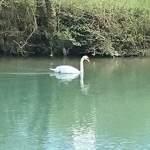 Mute Swan