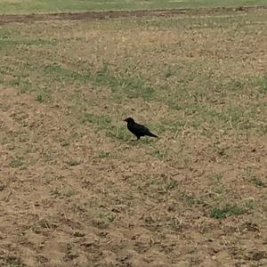 Common Raven