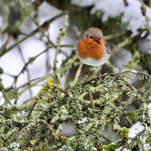 European Robin