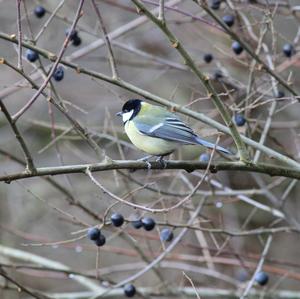 Great Tit