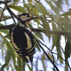 Great Spotted Woodpecker