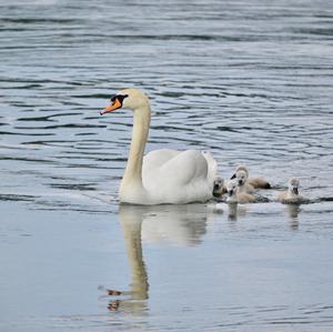 Höckerschwan