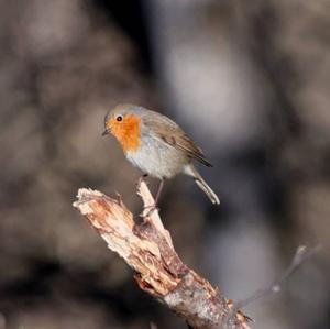 European Robin