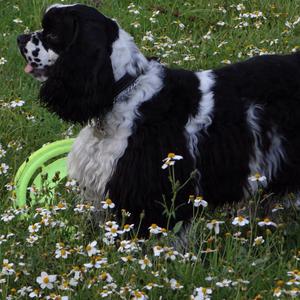 Spaniel (Cocker)