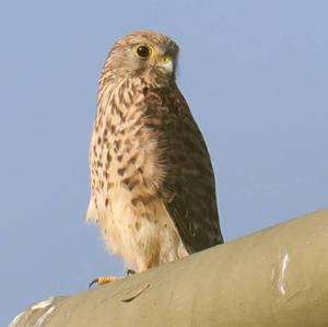 Common Kestrel