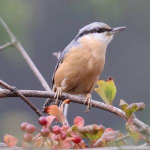 Wood Nuthatch