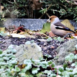 Hawfinch