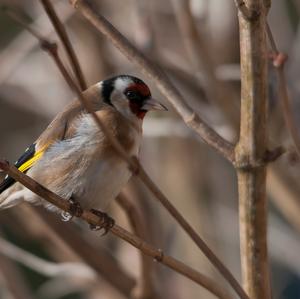 European Goldfinch