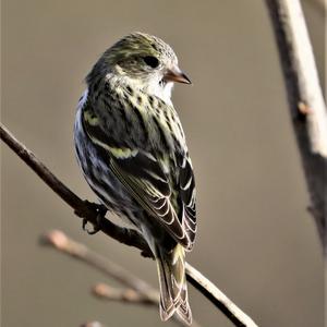 Eurasian Siskin