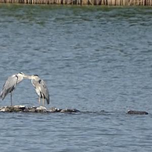 Grey Heron