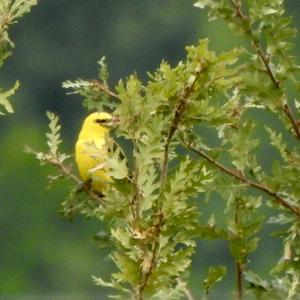 Eurasian Golden Oriole