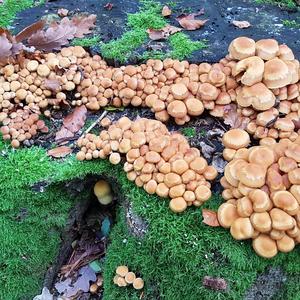 Changing Pholiota