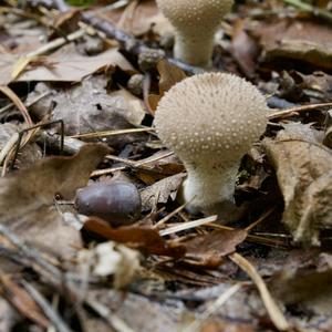 Gem-studded Puffball