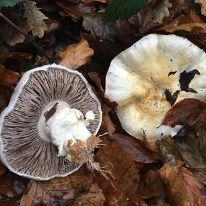 Horse Mushroom