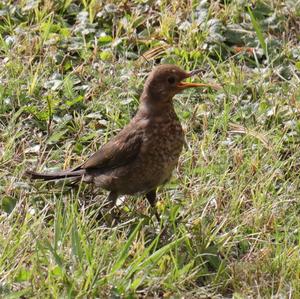 Eurasian Blackbird