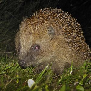 European Hedgehog