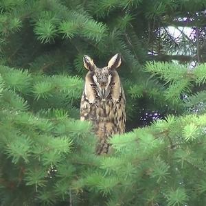 Long-eared Owl