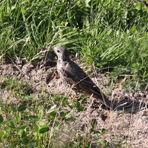 Mistle Thrush