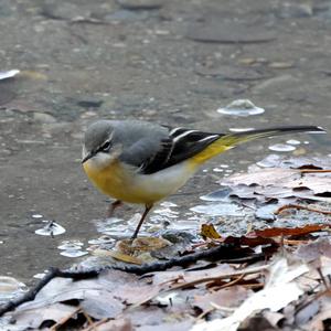 Grey Wagtail