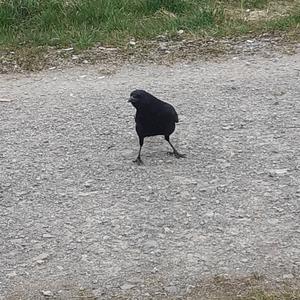 Carrion Crow