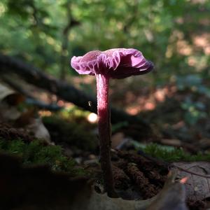 Amethyst Deceiver