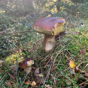 King Bolete