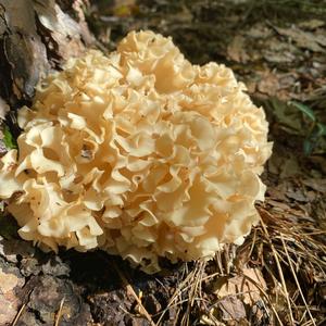 Eastern Cauliflower Mushroom