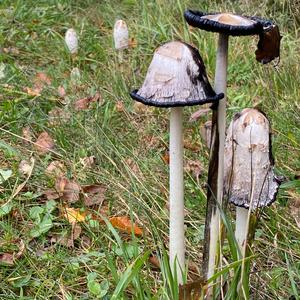 Shaggy Mane