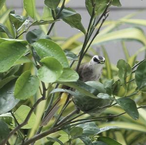 Yellow-vented Bulbul