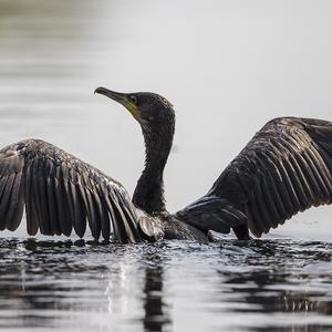 Great Cormorant