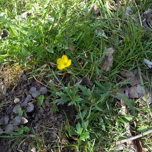 Unknown Species