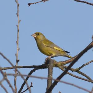 European Greenfinch