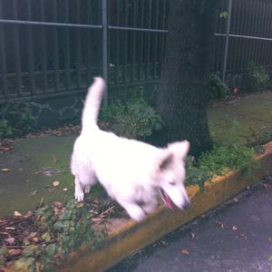 Berger Blanc Suisse