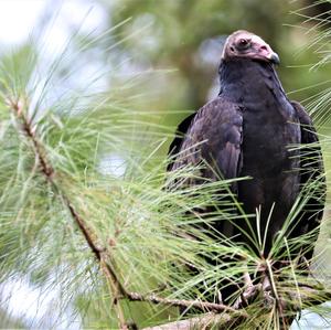 Turkey Vulture