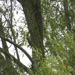 Eurasian Green Woodpecker