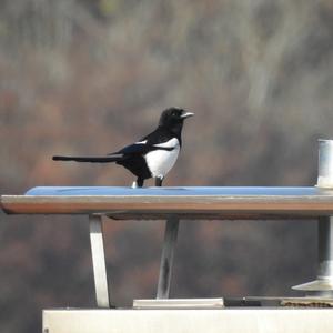 Black-billed Magpie