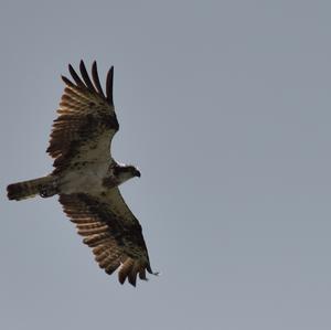 Osprey