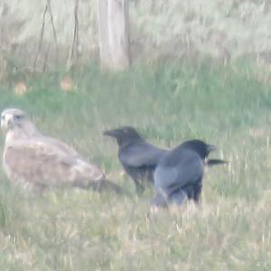 Carrion Crow