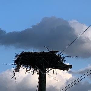 Osprey