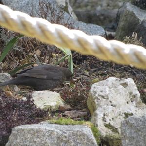 Eurasian Blackbird