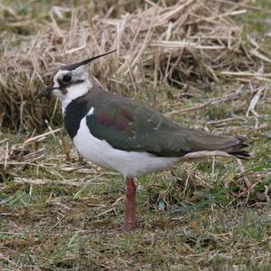 Northern Lapwing