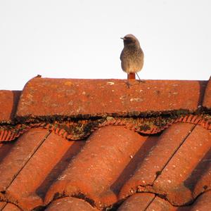 Black Redstart