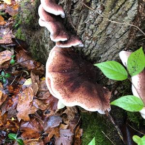 Resinous Polypore